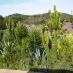 Vegetation auf Teneriffa