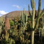 Großen Kakteen im Kaktusgarten