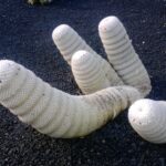 seltsame Kaktusformen