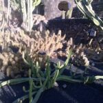 Kaktusgarten auf Lanzarote