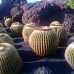 Ausstellung im Kaktusgarten auf Lanzarote
