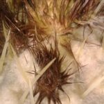 Jardin de Cactus auf Lanzarote