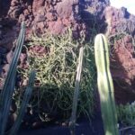 Kaktus im Kaktusgarten