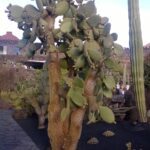 Großer Kaktus im Kaktusgarten