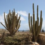 Kakteen im Arikok Park auf Aruba