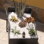 Kakteen im Amsterdam Manor Beach Resort