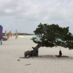Divi-Divi auf Aruba