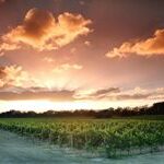 Swan Valley - Westaustraliens ältestes Weinanbaugebiet