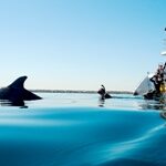 Schwimmen Sie mit Delphinen