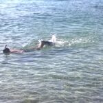 Schnorcheln im Meer vor Bonaire