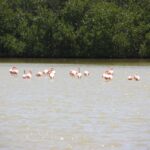 Flamingos im Pekelmeer