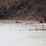 Flamingo im Gotomeer