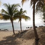 Palmenstrand im Plaza Resort Bonaire