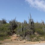 Kakteenidylle auf Bonaire