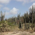 Kakteenwald auf Bonaire