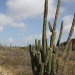 Säulenkakteen auf Bonaire