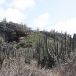 Kakteenlandschaft auf Bonaire