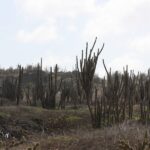 Kakteen in freier Natur