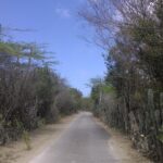 Kakteen säumen auf Bonaire die Straßen