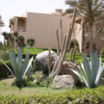 Botanik im Magic Life Kalawy Ägypten